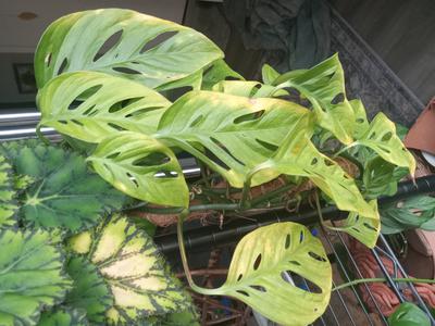 The lower leaves start to show yellow mottling